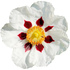 Gum rockrose